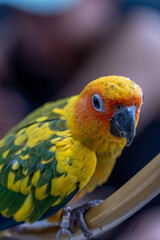 Beautiful colorful sun conure parrot birds. Aratinga solstitialis - exotic pet adorable.