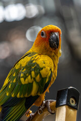 Beautiful colorful sun conure parrot birds. Aratinga solstitialis - exotic pet adorable.