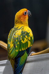 Beautiful colorful sun conure parrot birds. Aratinga solstitialis - exotic pet adorable.