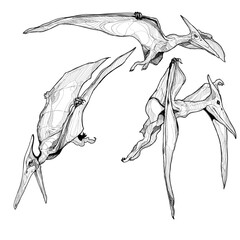 hand drawn sketch of  Pteranodon. Dinosaur vector set. © alongzo