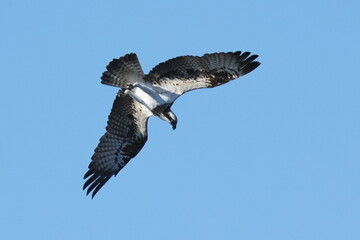 osprey is hunting a fish