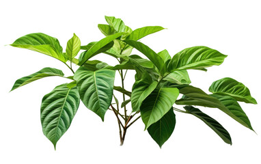 Green Color Charming Ayahuasca Plant Isolated on Transparent Background PNG.
