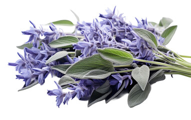 Fascinating Blue sage Salvia Isolated on Transparent Background PNG.
