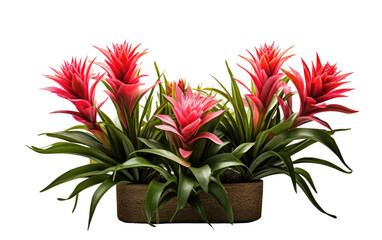 Splendid Pretty Color Bromeliads Isolated on Transparent Background PNG.
