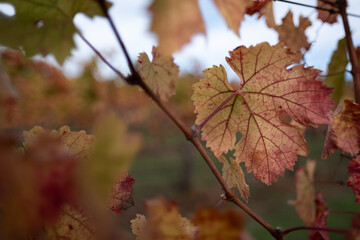 Autumn leaves changing color to a deep reddish orange on a grapevine, at a vineyard in the Napa wine growing region of Northern California.