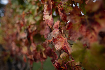 Deep, dark red leaves — almost crimson — on grave vines in late autumn, shortly before the vineyard will shed all its leaves with the arrival of winter.
