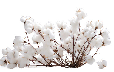 White Color Desert Cotton Aerva Isolated on Transparent Background PNG.