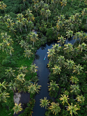Palmtree river 