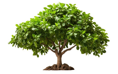 Green Long Colorful Ficus Tree Isolated on Transparent Background PNG.