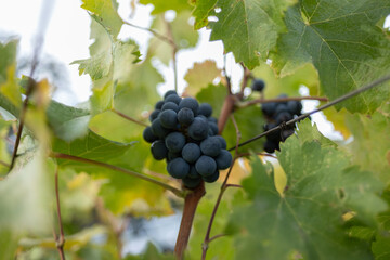 A tight, ripe cluster of grapes hangs from a vine at an organic vineyard in Napa Valley, a prominent viticulture (wine making and grape growing) region of northern California.