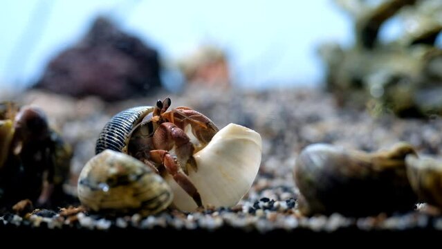 Time Lapse Videography. Animal Close up. Timelapse Footage of a Hermit Crab of the Coenobita Rugosus type choosing a new shell. Shot in Macro lens with 4K Resolution