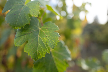 At a vineyard in California's northern wine-produce region, yellowing grape leaves signal that the grape harvest has finished and the foliage will be falling soon.