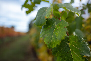 At a vineyard in California, the harvest has finished and green grape leaves are starting to yellow. In the distance, cloudy skies give another signal that fall is approaching.