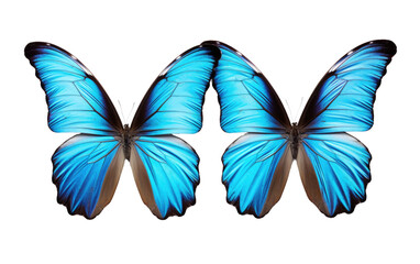 Pair of Blue Color Morpho Butterflies Isolated on Transparent Background PNG.