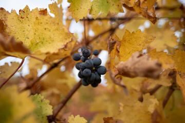 A small cluster of deep, dark grapes remains on a vine late into the autumn season, when all the leaves have turned yellow or brown.