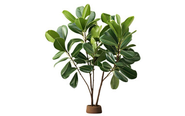 Handsome Green Color Rubber Tree Isolated On Transparent Background PNG.