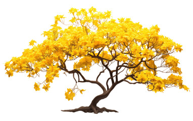 Attractive Yellow Color Tabebuia Isolated On Transparent Background PNG.