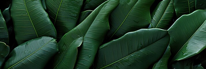 Tropical Banana Leaf Texture Large Palm , Banner Image For Website, Background abstract , Desktop Wallpaper