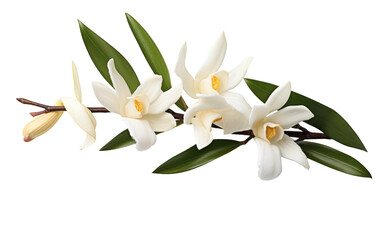 Beautiful White Color Vanilla Orchid Vanilla Planifolia Isolated On Transparent Background PNG.
