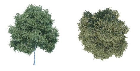 Fototapeta premium Silver Birch png alpha channel front top view