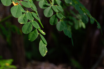 Moringa plant leaves in the garden with natural dark background