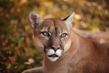 Tuinposter Portrait of Beautiful Puma in forest. American cougar - mountain lion. Wild cat in the autumn forest, scene in the Wild woods. Wildlife America. Predator's gaze. Cougar looks at the prey © EvgeniyQW
