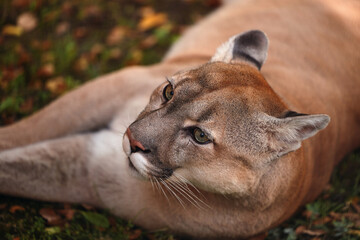 Portrait of Beautiful Puma in forest. American cougar - mountain lion. Wild cat in the autumn...