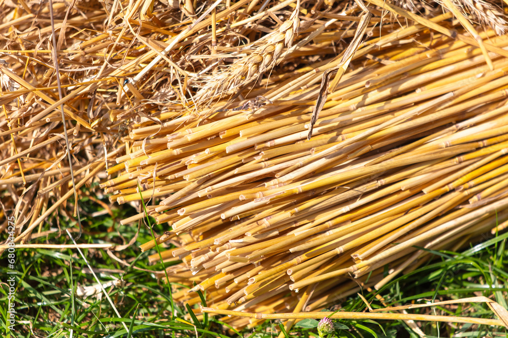 Sticker dry hay as a background. texture