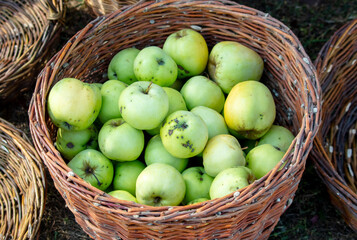 Green apples in a basket. Close-up
