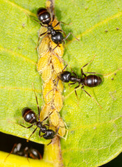 Close-up of ants and aphids on a leaf. Macro