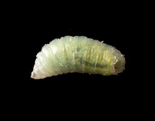 Green maggot isolated on black background. Macro