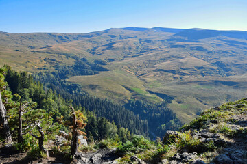 Mountain forest at the Lagonaki plateau