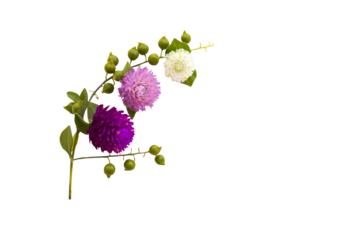 purple, pink, white flowers globe amaranth local flora arrangement flat lay postcard style 