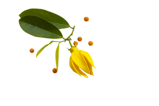 yellow flowers ylang ylang local flora arrangement flat lay postcard style 