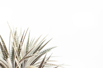 Obraz premium Dyckia leaves on white background with blank space for text