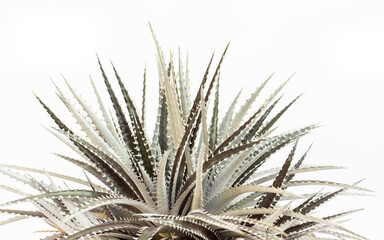 Naklejka na ściany i meble Dyckia bromelaid plant closeup view