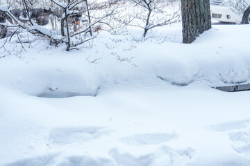 Fototapeta na wymiar White snow on tree in winter season