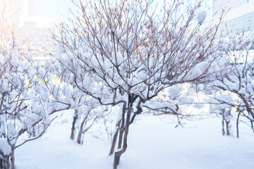 Fototapeta na wymiar White snow on tree branches in winter season