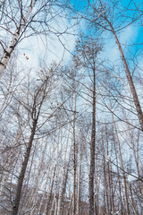Fototapeta na wymiar tree branches with snow against blue sky in winter season
