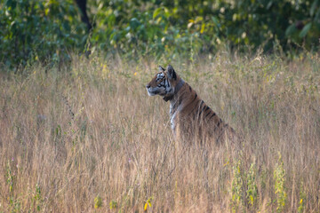 Tiger in the tall grasses with use of selective focus