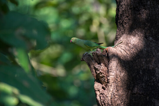 Parakeet bird perched on a branch with use of selective focus