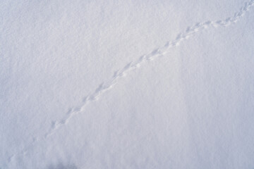 The ground covered with snow and the tracks of a mouse or common vole (microtus arvalis) on the snow after a snowfall in winter. Prints in the snow. mouse tracks in the snow in the forest.
