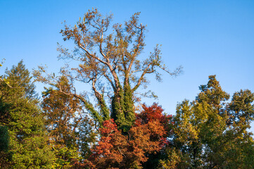 Carl Sandburg Home National Historic Site
