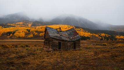 Colorado Abandoned Cabin Fall Yellow Aspen Trees and Foggy Mountain Background. Falling Apart Log...