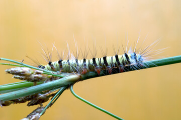 close up of caterpillars