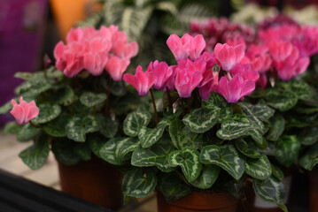 Fototapeta na wymiar Red hydrangea in a flowerpot. Flower shop