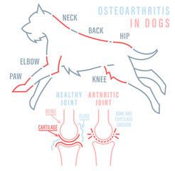 Arthritis, osteoarthritis in dogs. Common disease. Veterinarian infographics.