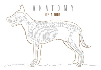 Detailed illustration of a dogs skeleton. Horizontal poster