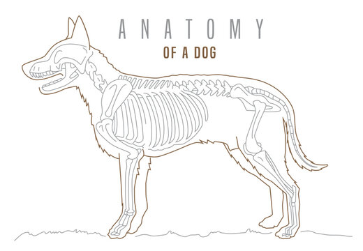 Detailed illustration of a dogs skeleton. Horizontal poster