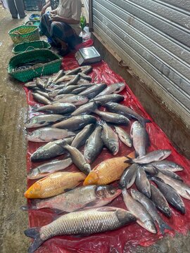 A fish market in chittagong, Bangladesh.